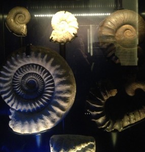 Vitrine des ammonites  ©De fil en archive
